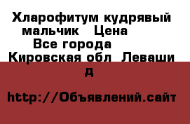 Хларофитум кудрявый мальчик › Цена ­ 30 - Все города  »    . Кировская обл.,Леваши д.